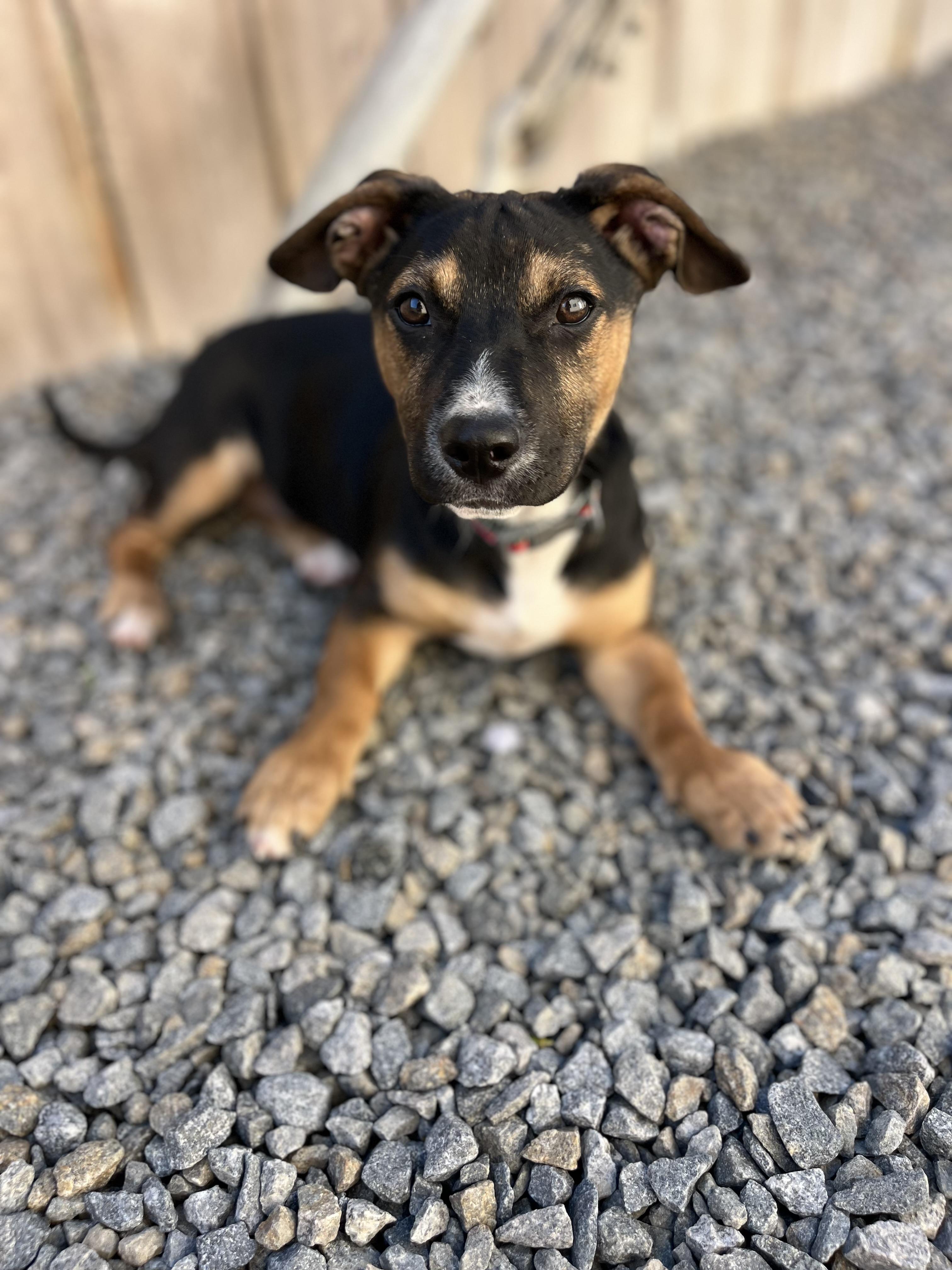 Mimi , ADOPTABLE, Puppy Female Dachshund & Terrier.