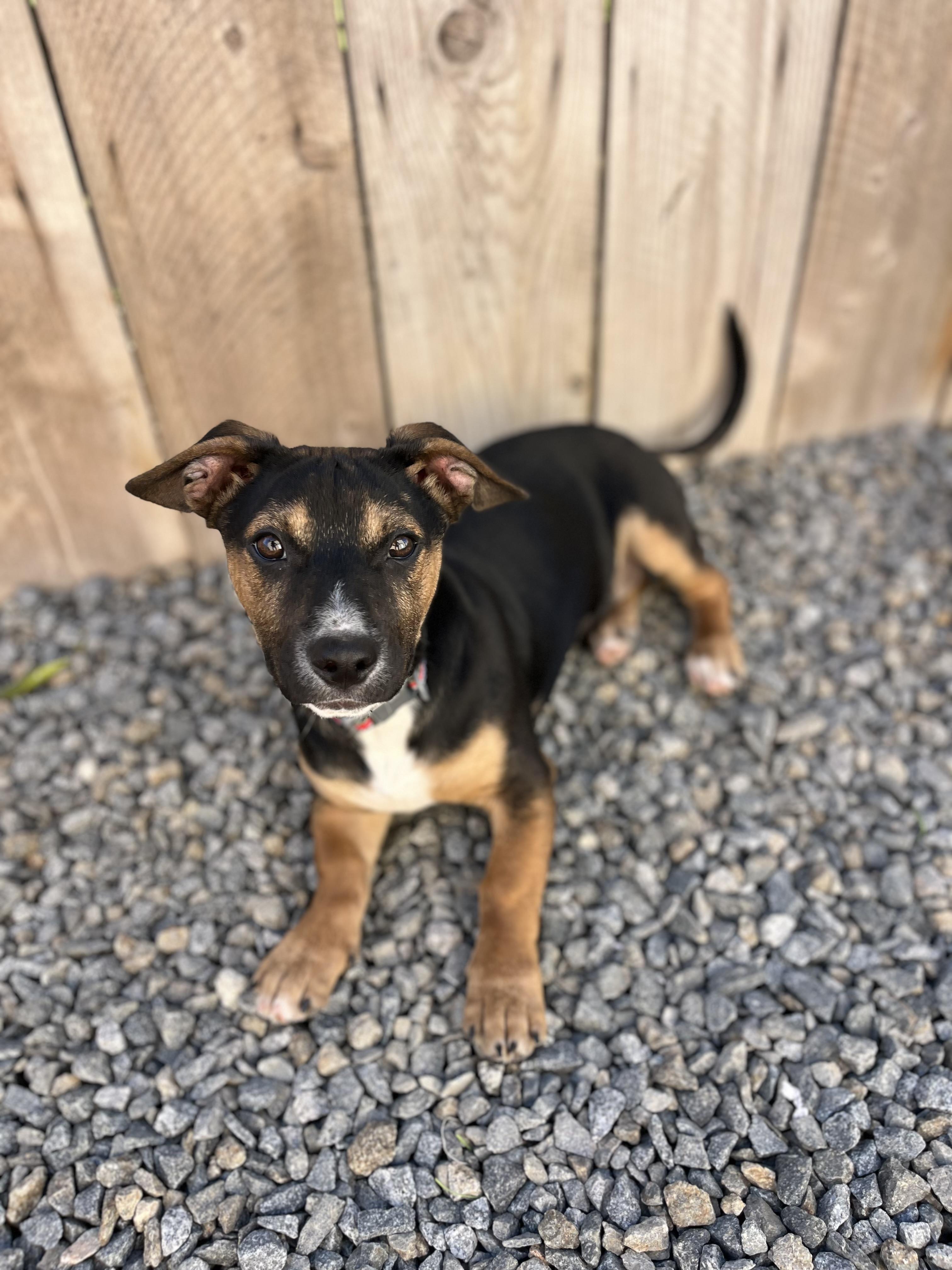 Enlarge Mimi , a ADOPTABLE mixed breed in Poway, CA image 3/5