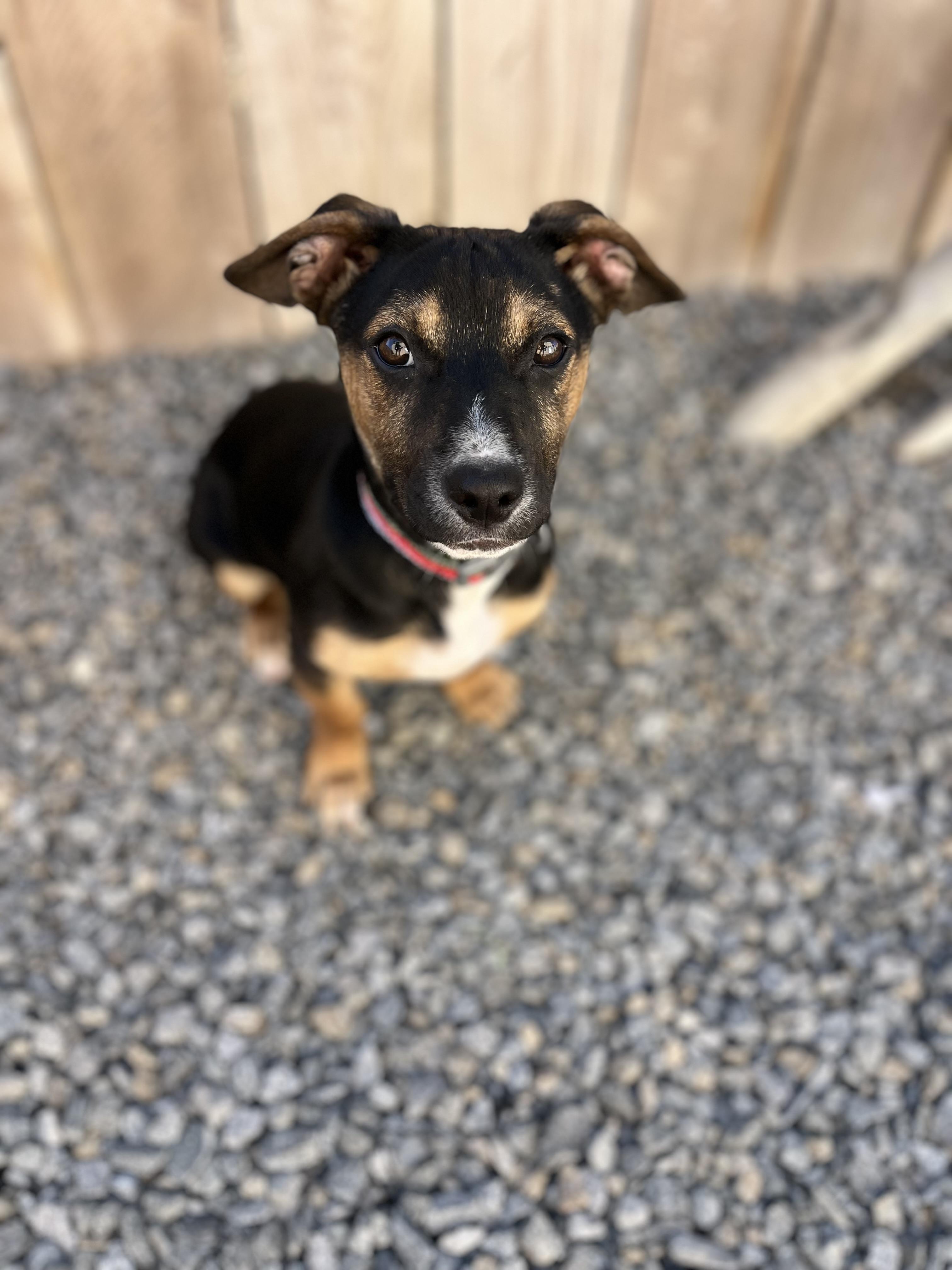 Enlarge Mimi , a ADOPTABLE mixed breed in Poway, CA image 2/5