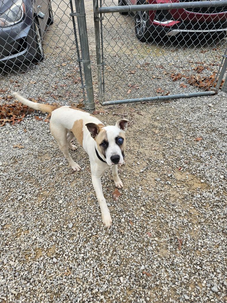Enlarge River, a Adoptable Boxer in Morgantown, KY image 1/1