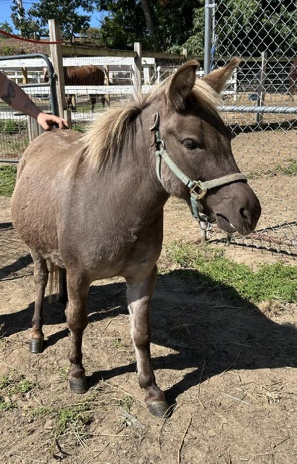 Dash-Adoption Pending!!, Adoptable, Adult Male Donkey.