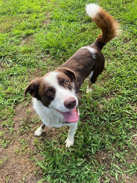 TRACKSTAR, Adoptable, Young Male Australian Shepherd & Mixed Breed.