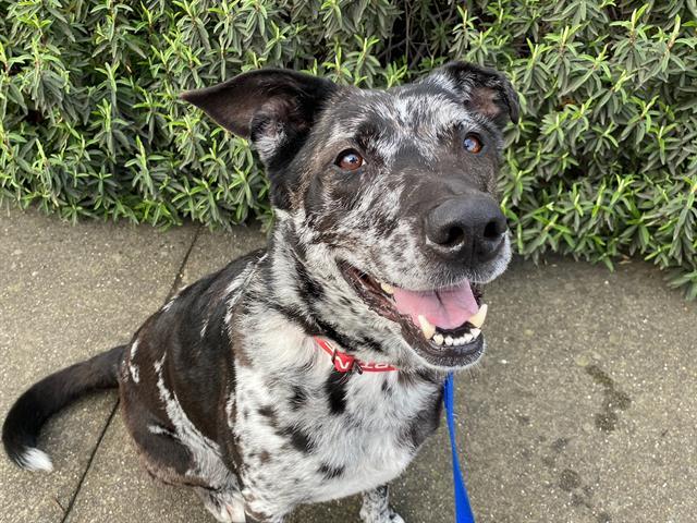 Enlarge BETHANY GLADYS, a Adoptable mixed breed in Santa Rosa, CA image 1/1