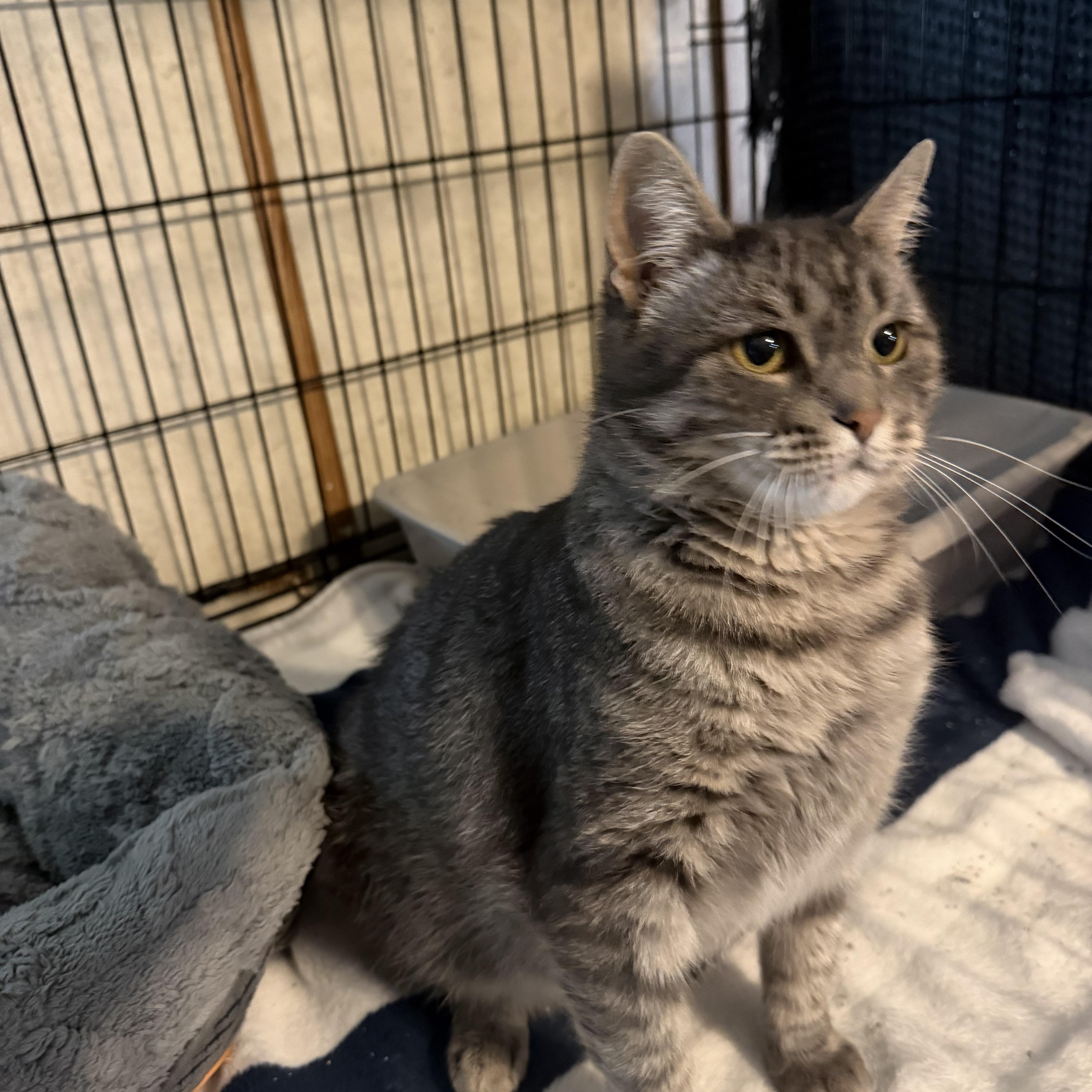 Enlarge Geneva, a Adoptable Domestic Short Hair in Mears, MI image 2/3