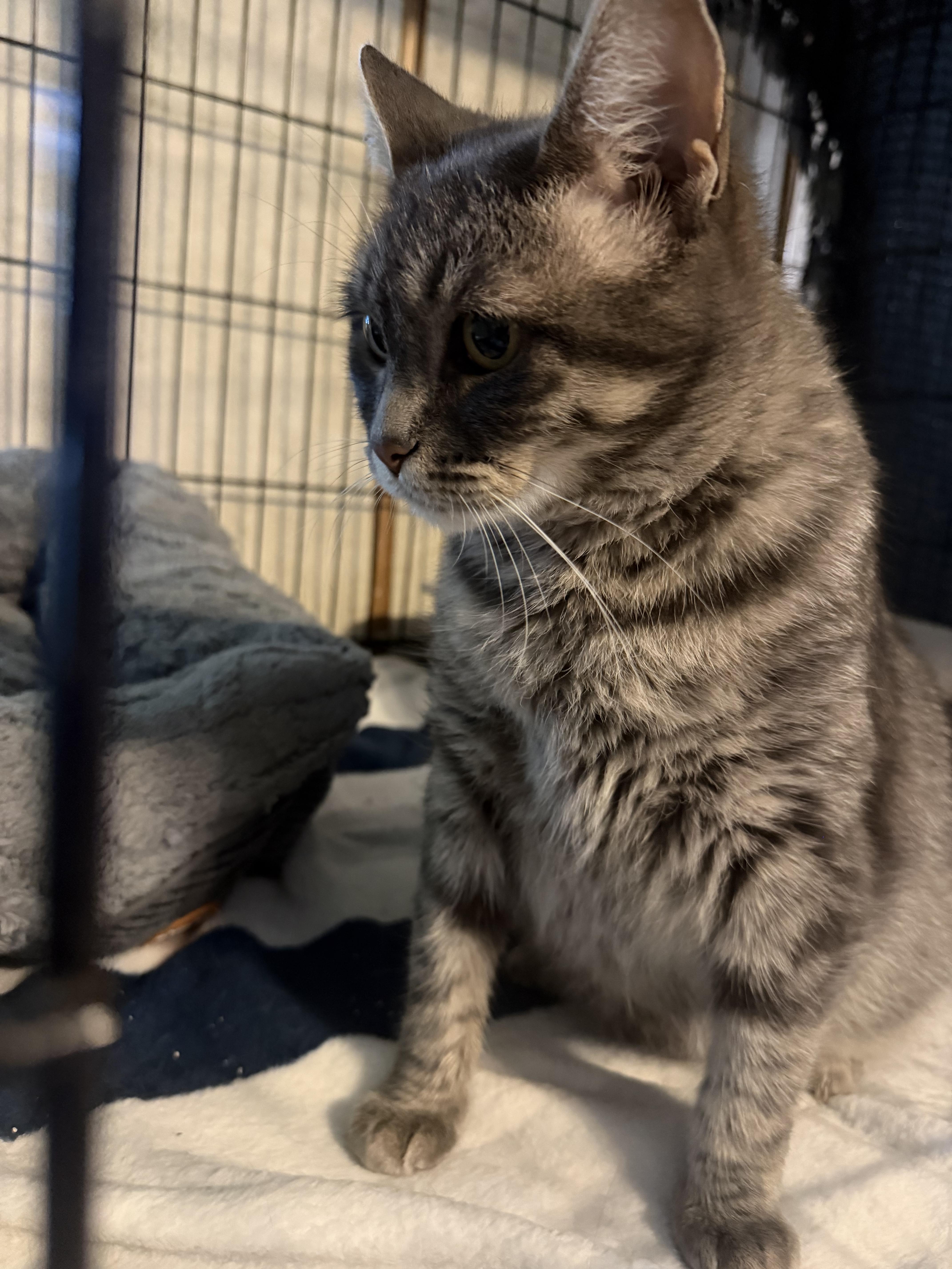 Enlarge Geneva, a Adoptable Domestic Short Hair in Mears, MI image 3/3