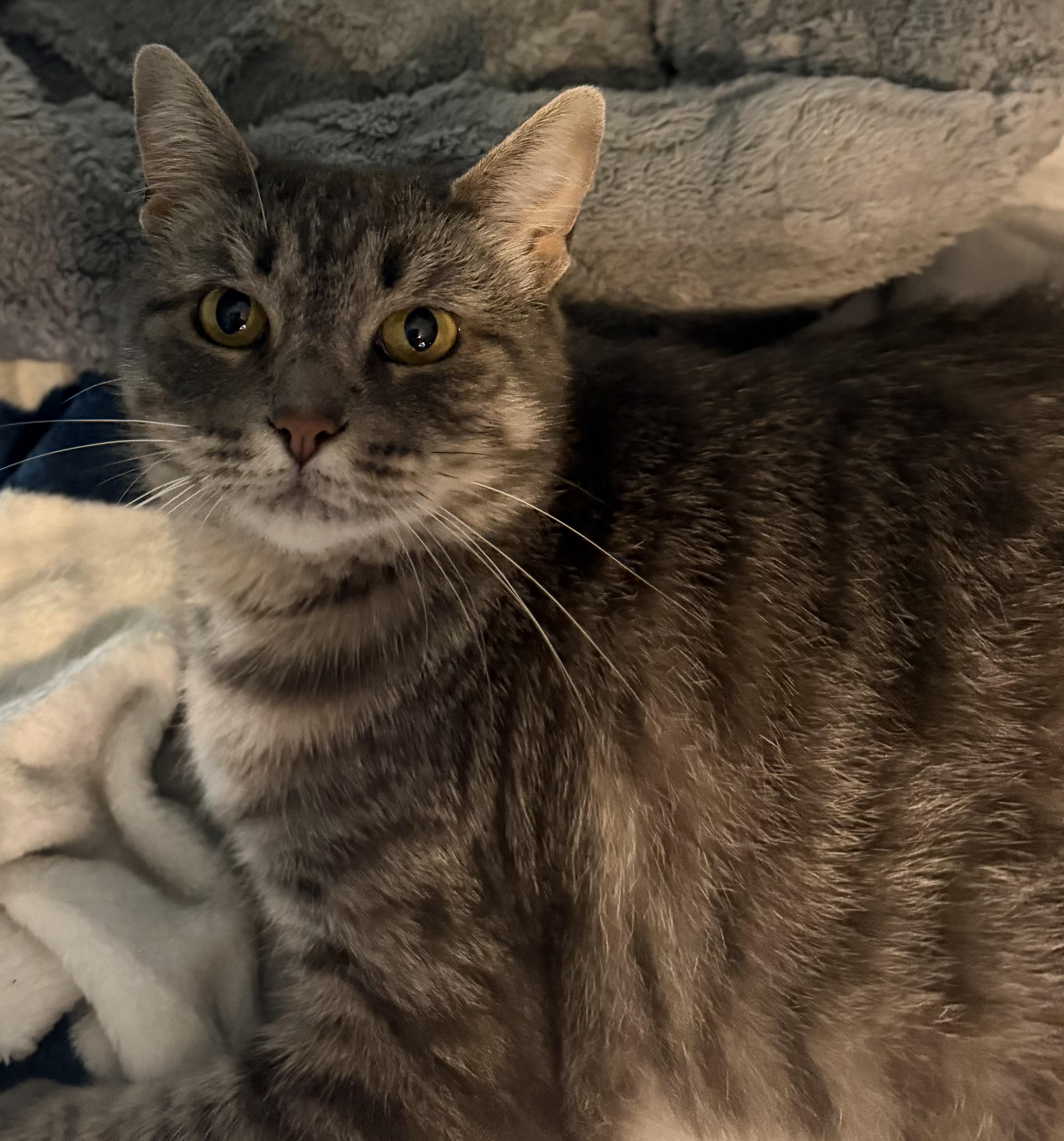 Enlarge Geneva, a Adoptable Domestic Short Hair in Mears, MI image 1/3