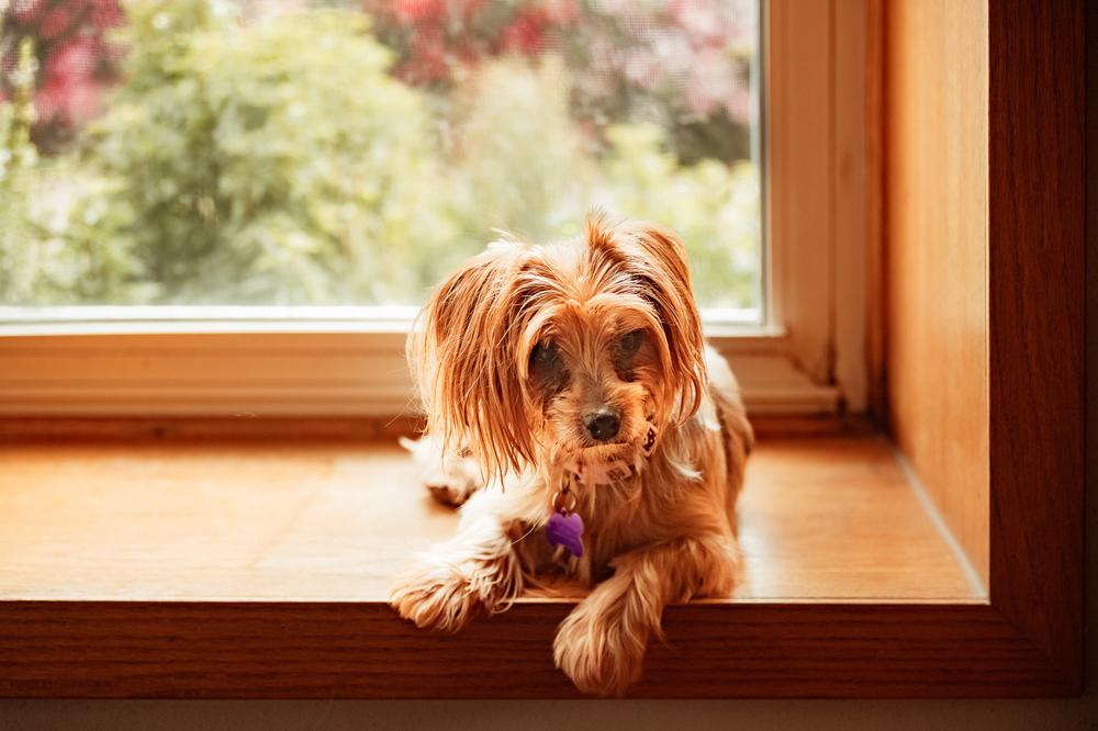 Enlarge Gabriella, a Adoptable mixed breed in Waunakee, WI image 1/6