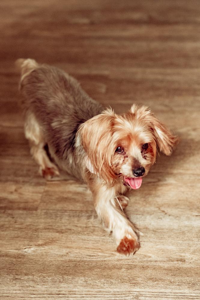 Enlarge Gabriella, a Adoptable mixed breed in Waunakee, WI image 2/6