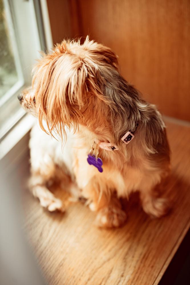 Enlarge Gabriella, a Adoptable mixed breed in Waunakee, WI image 3/6