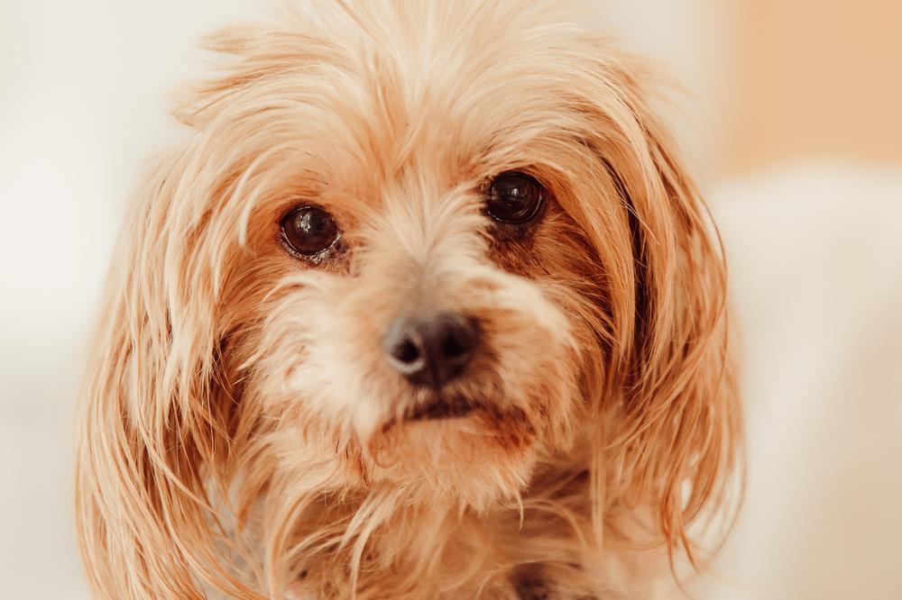 Enlarge Gabriella, a Adoptable mixed breed in Waunakee, WI image 4/6