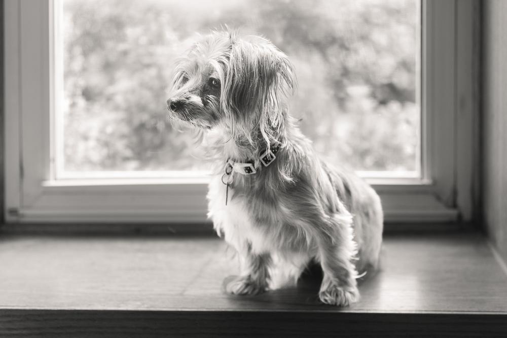 Enlarge Gabriella, a Adoptable mixed breed in Waunakee, WI image 5/6