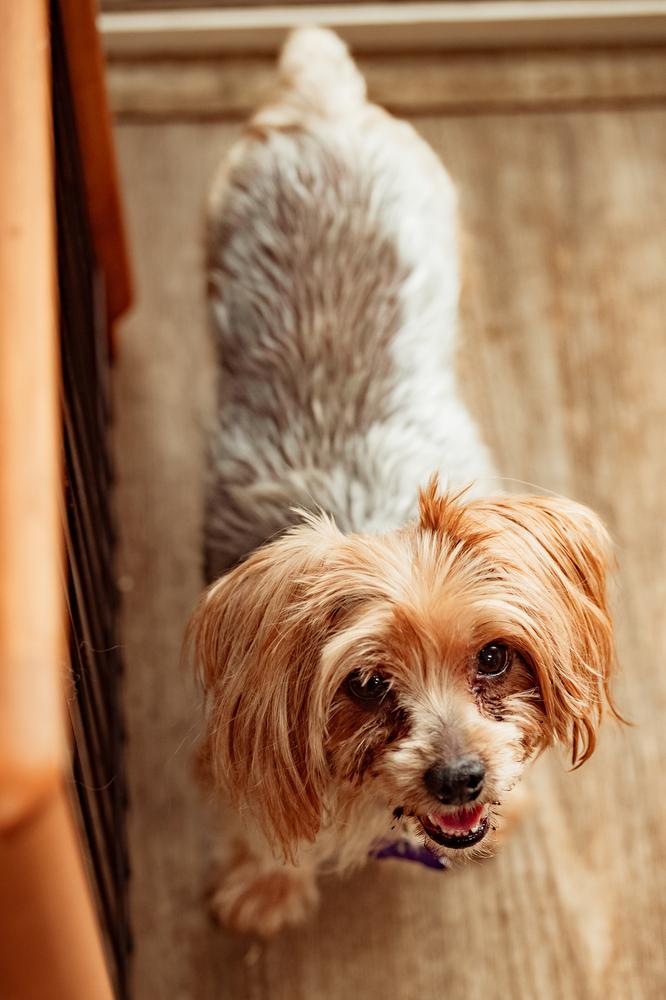 Enlarge Gabriella, a Adoptable mixed breed in Waunakee, WI image 6/6