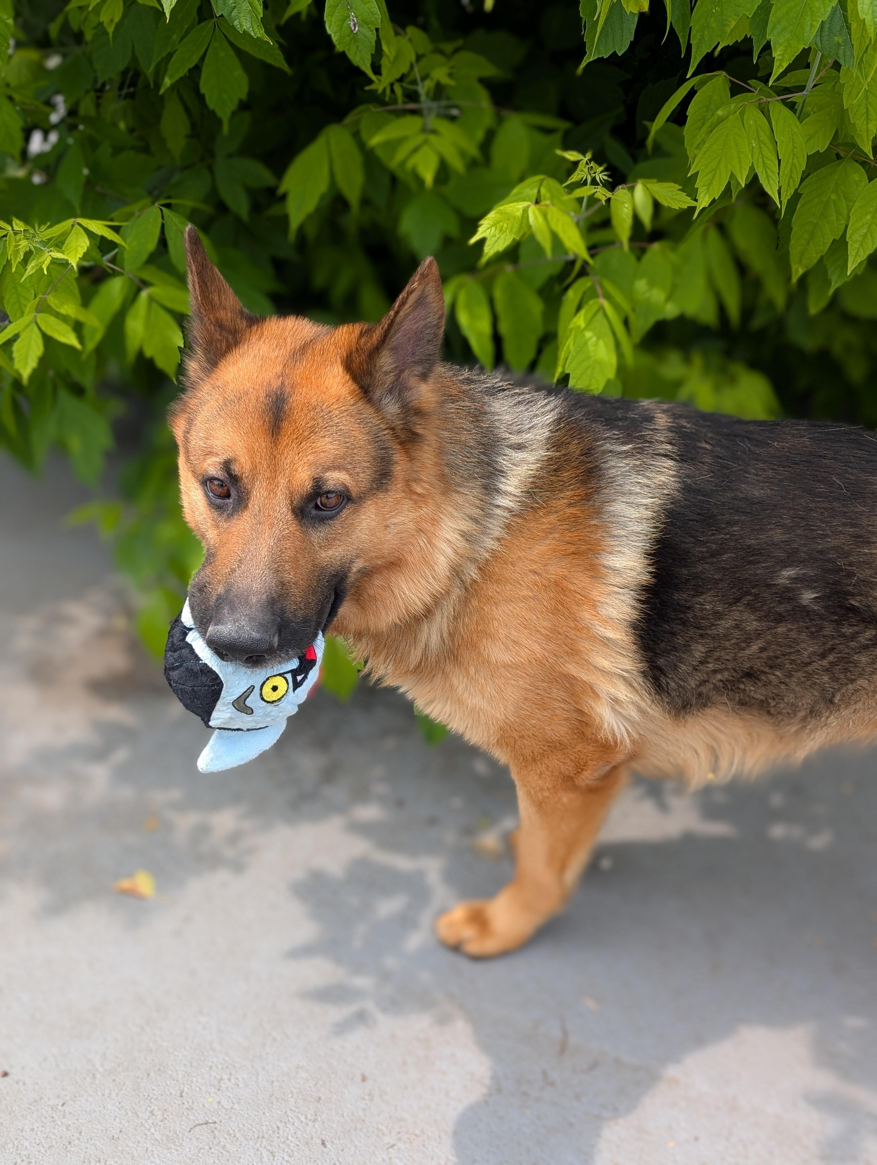 Enlarge Earl, a Adopted mixed breed in Plainfield, NJ image 2/3