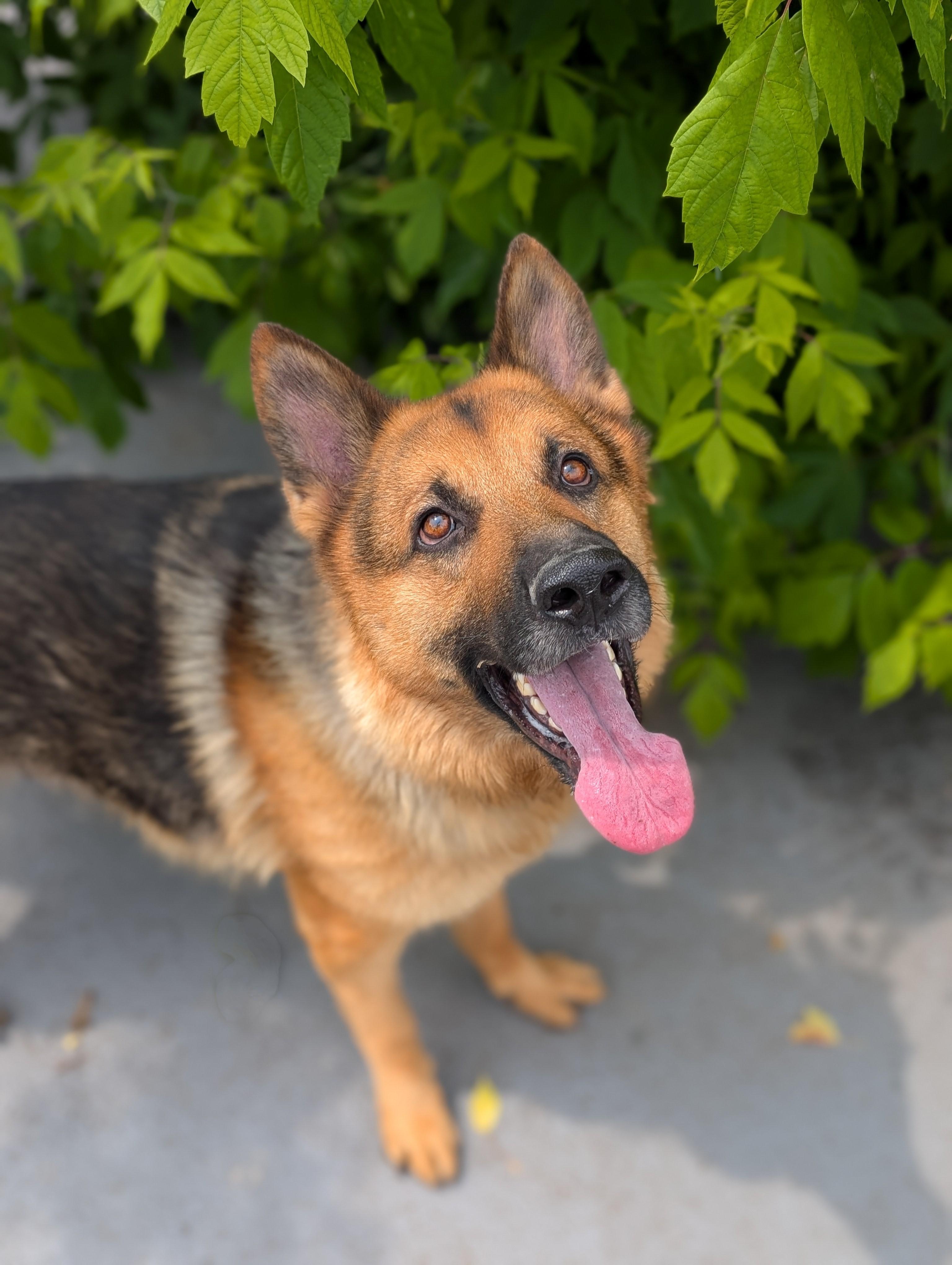 Earl, Adopted, Adult Male German Shepherd Dog.