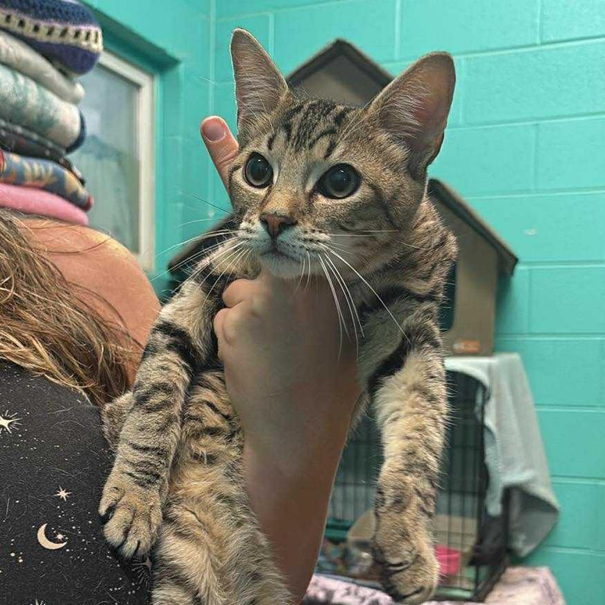 S'Mores, Adoptable, Young Male Domestic Short Hair.