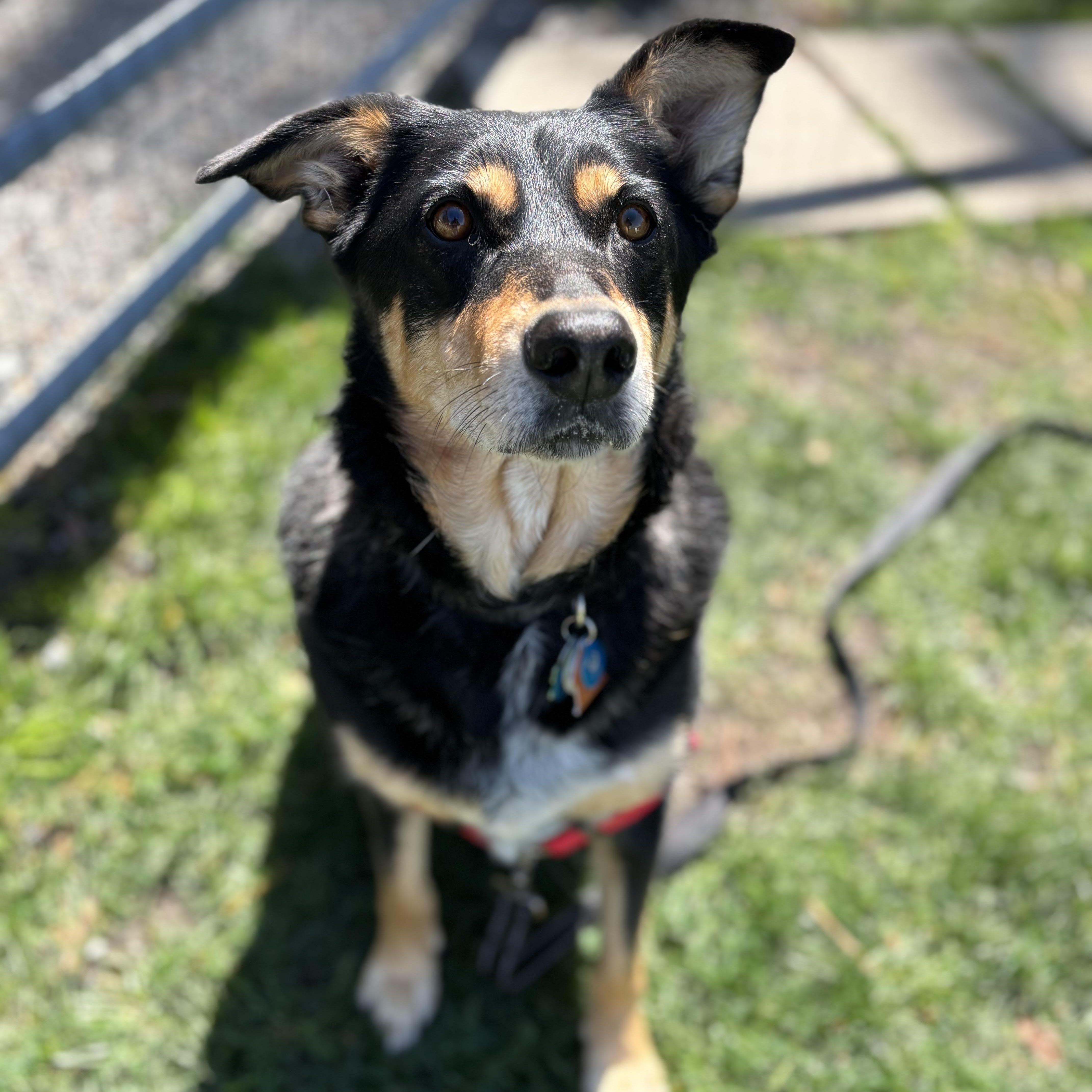 Sadie, a Adoptable mixed breed in Petaluma, CA image 2/5