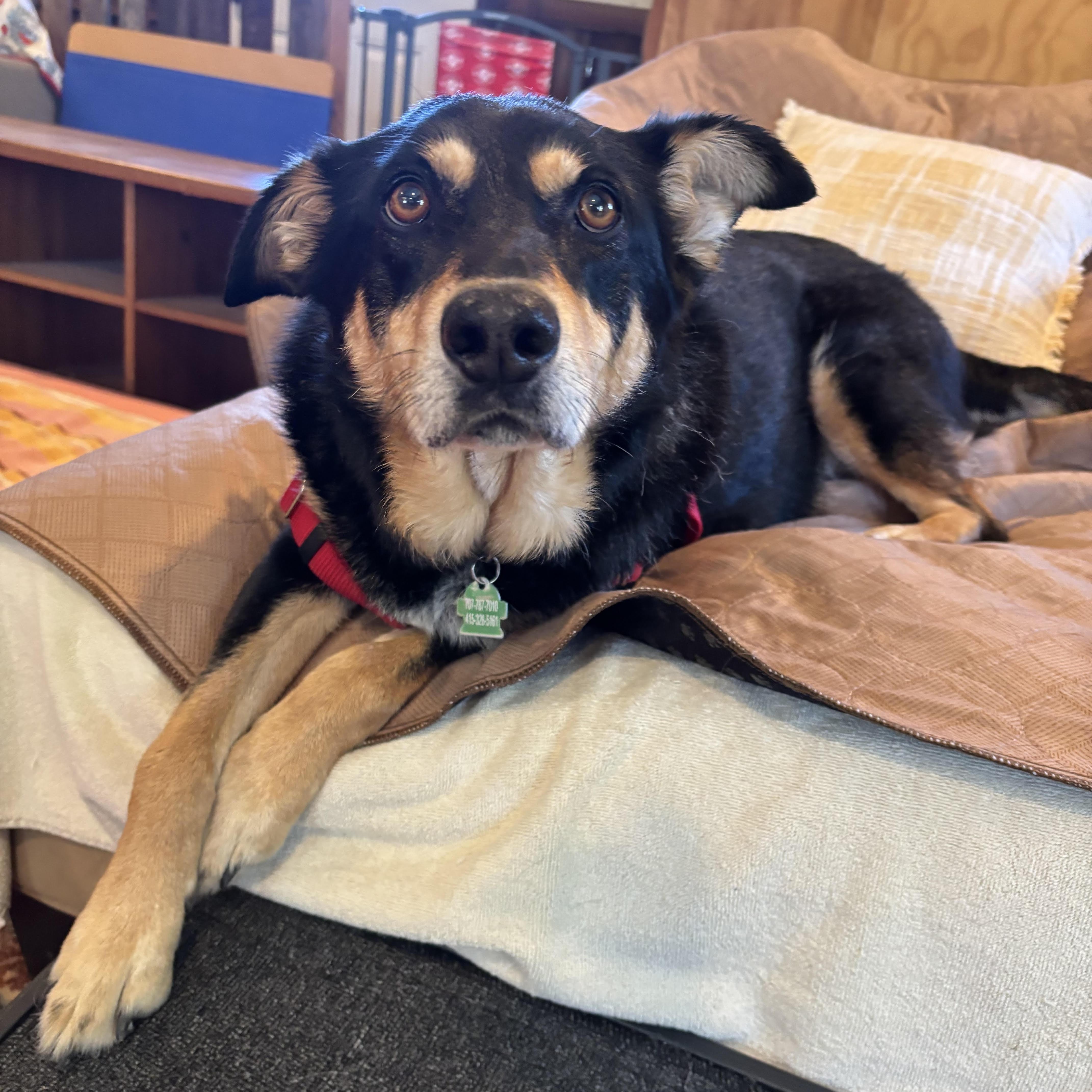 Sadie, a Adoptable mixed breed in Petaluma, CA image 1/5