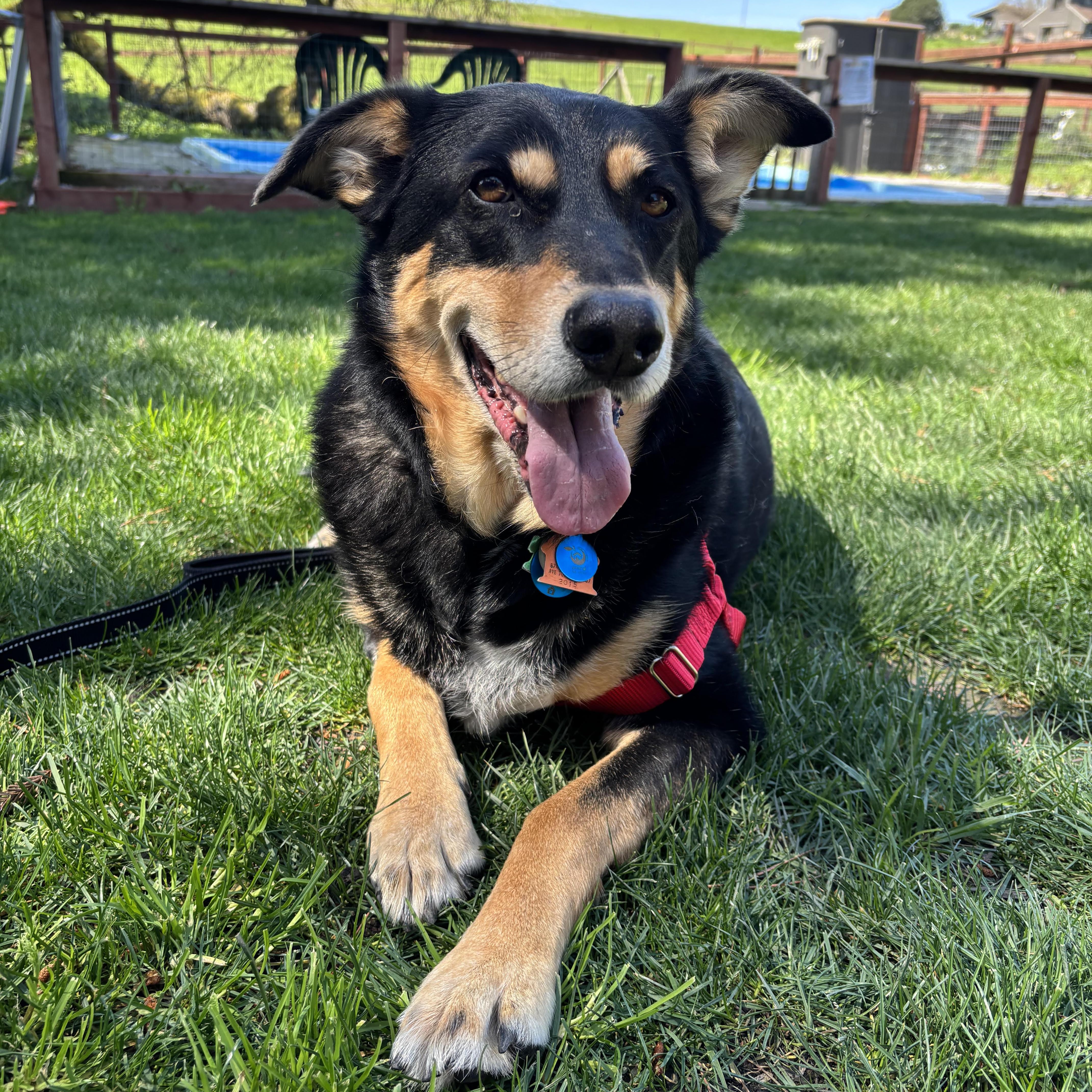 Sadie, a Adoptable mixed breed in Petaluma, CA image 4/5