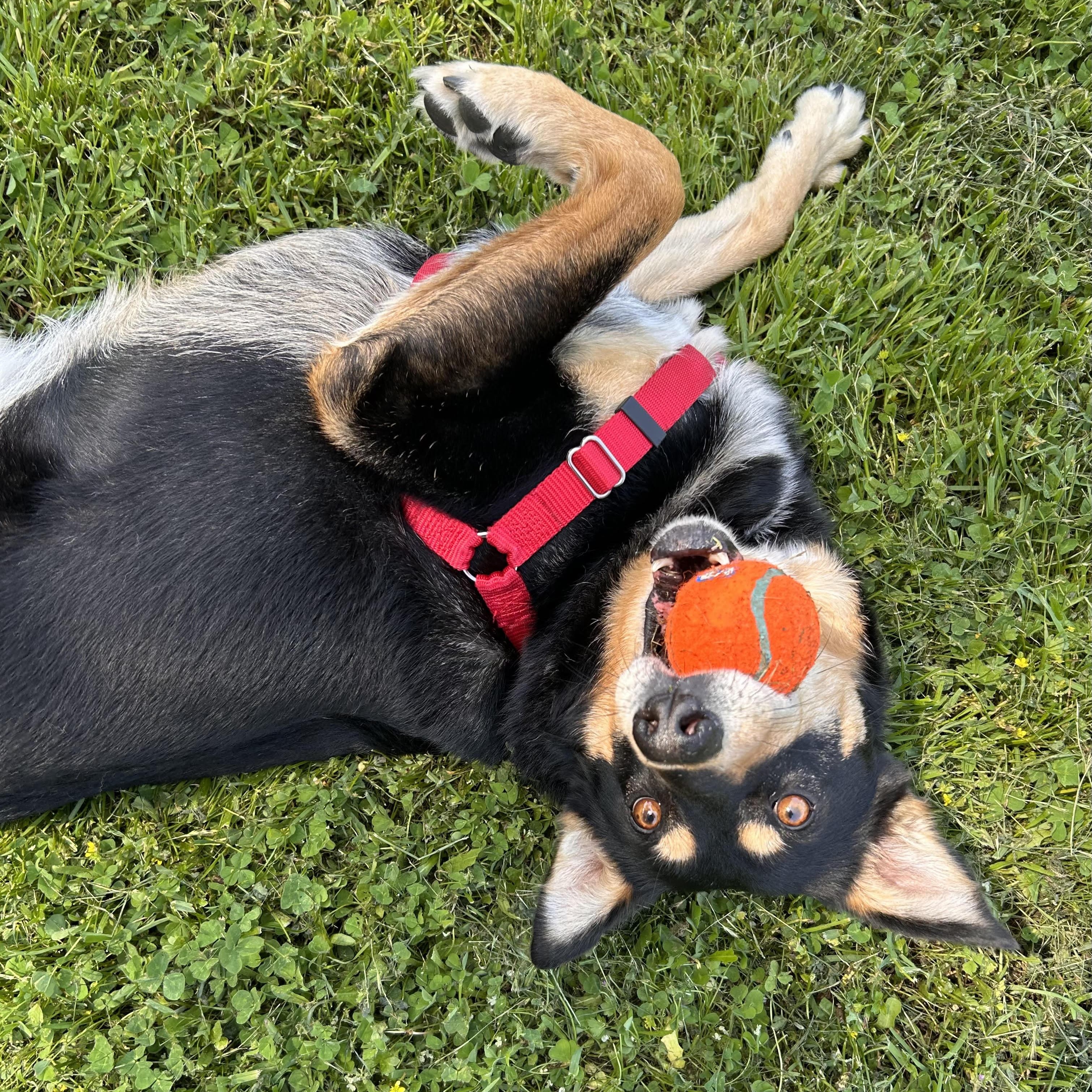 Sadie, a Adoptable mixed breed in Petaluma, CA image 5/5