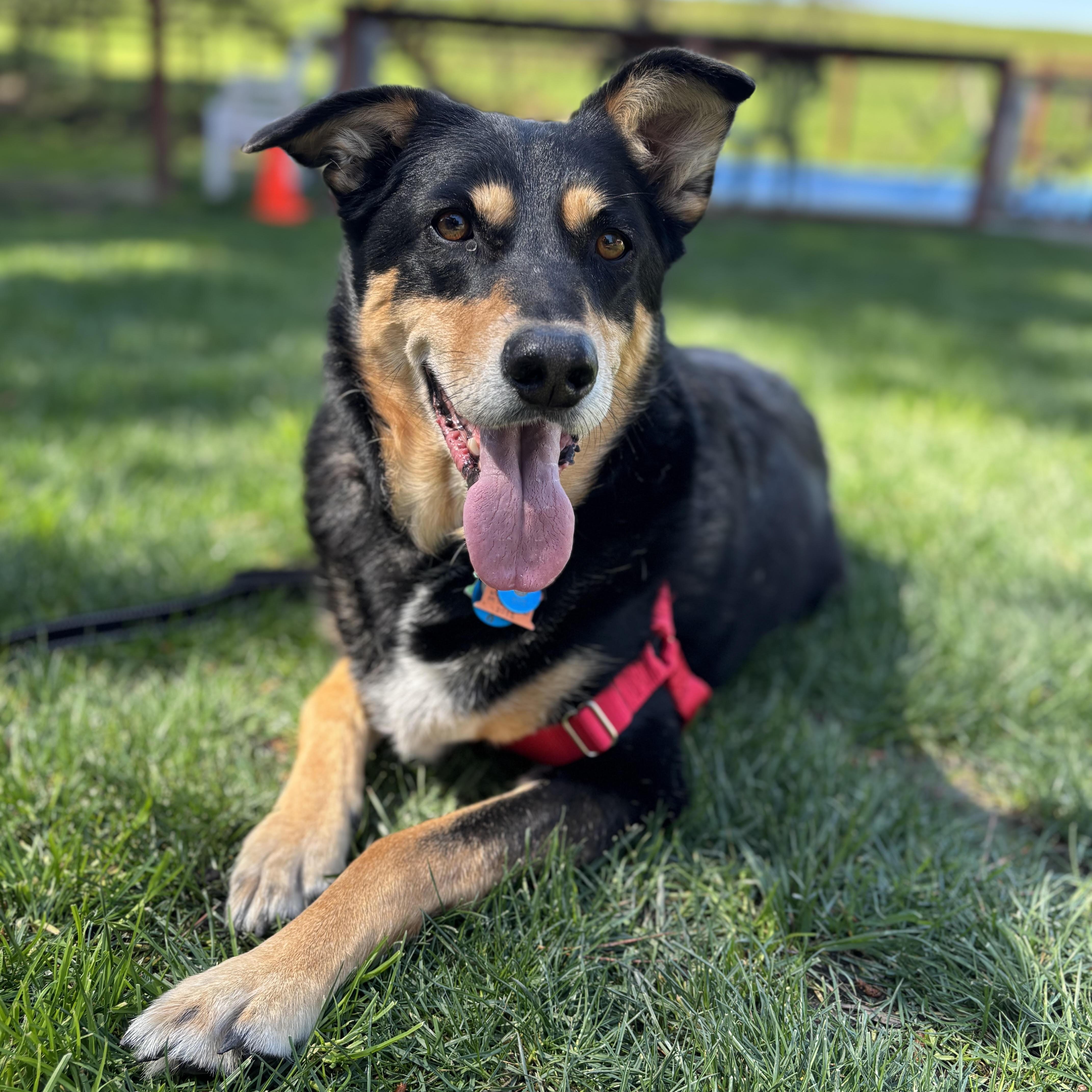 Sadie, a Adoptable mixed breed in Petaluma, CA image 3/5