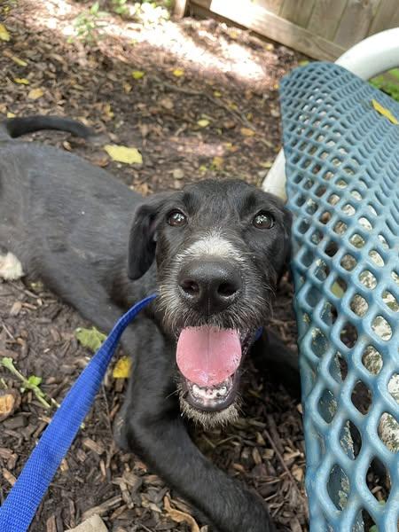 Bailey, an adoptable Labradoodle in Spencer, IN, 47460 | Photo Image 1