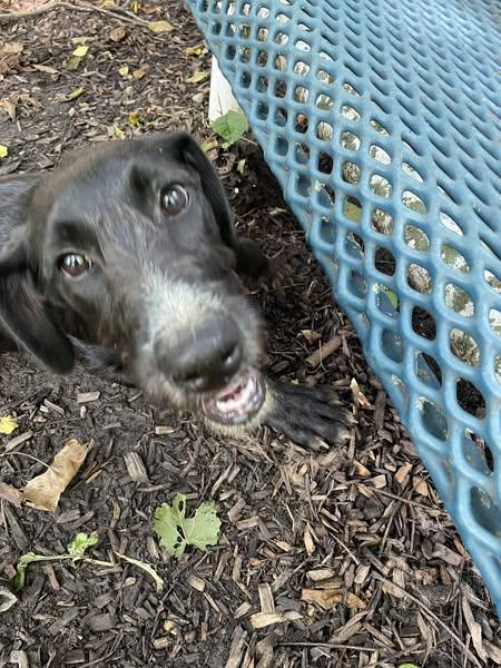 Bailey, an adoptable Labradoodle in Spencer, IN, 47460 | Photo Image 4