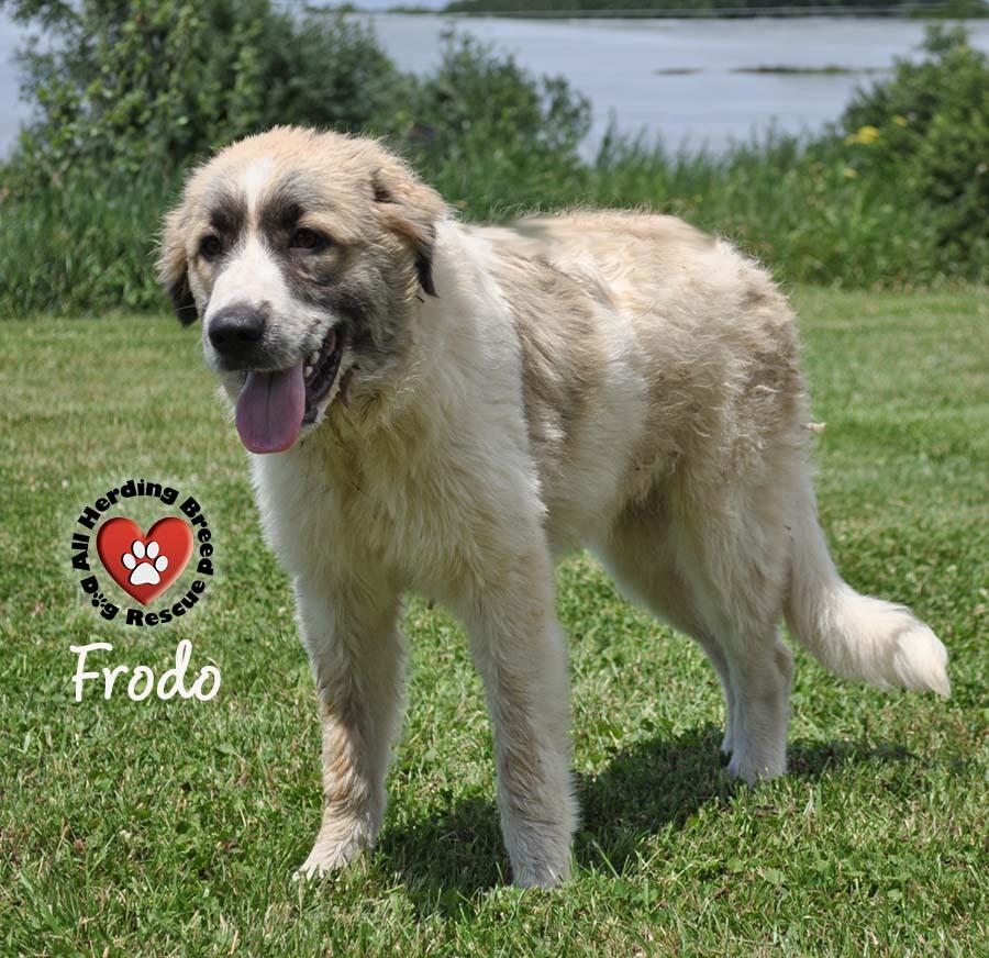 Frodo, Young Male unknown