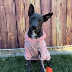 Enlarge Ivy, a Adoptable mixed breed in Lodi, CA image 1/5