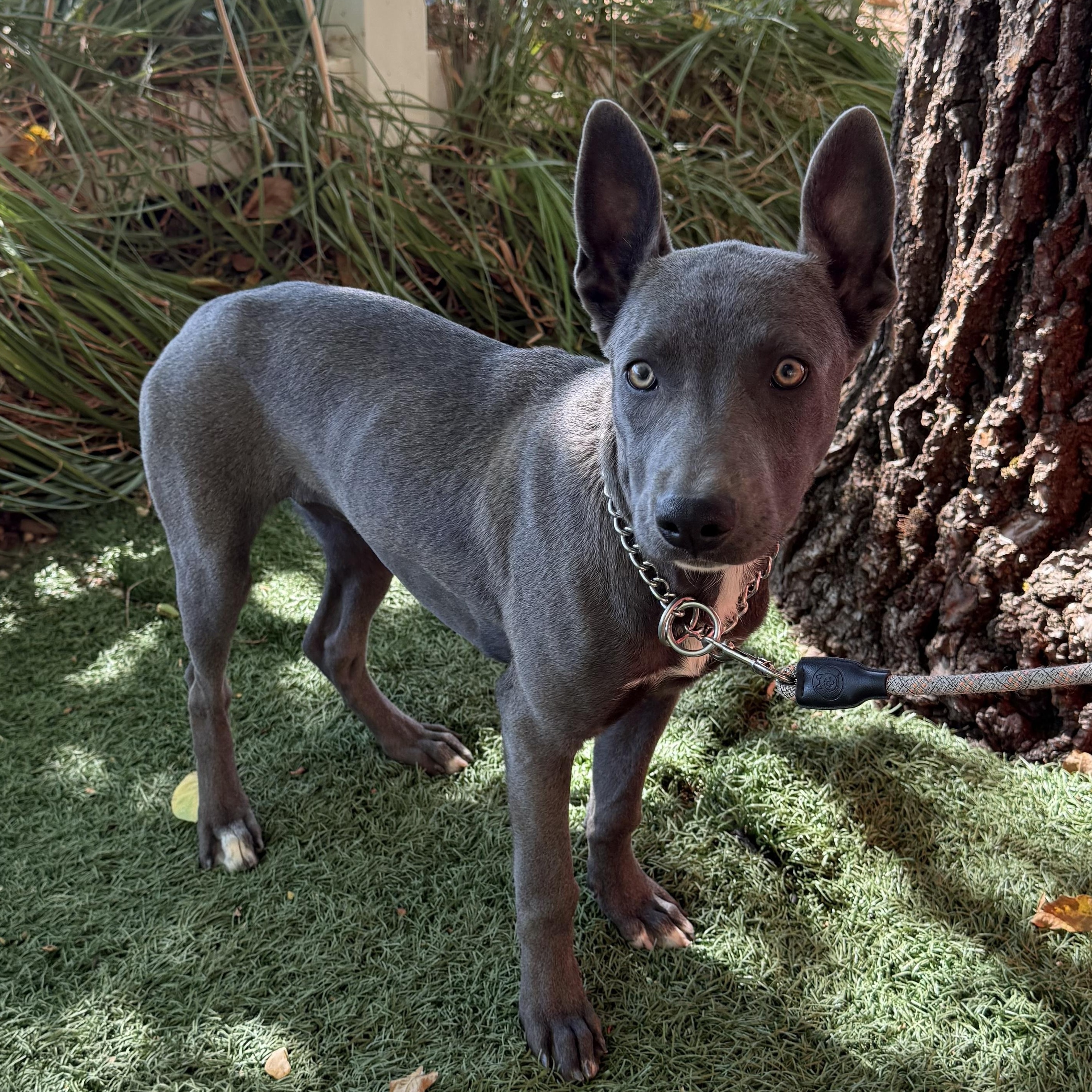 Enlarge Ivy, a Adoptable mixed breed in Lodi, CA image 4/5