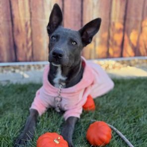 Enlarge Ivy, a Adoptable mixed breed in Lodi, CA image 2/5