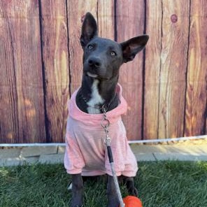 Enlarge Ivy, a Adoptable mixed breed in Lodi, CA image 3/5