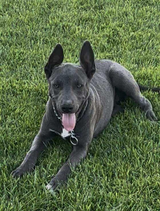 Enlarge Ivy, a Adoptable mixed breed in Lodi, CA image 5/5