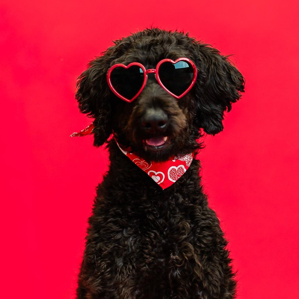 Sherlock Bones--In Foster***ADOPTION PENDING***, Adoptable, Young Male Standard Poodle & Labrador Retriever.