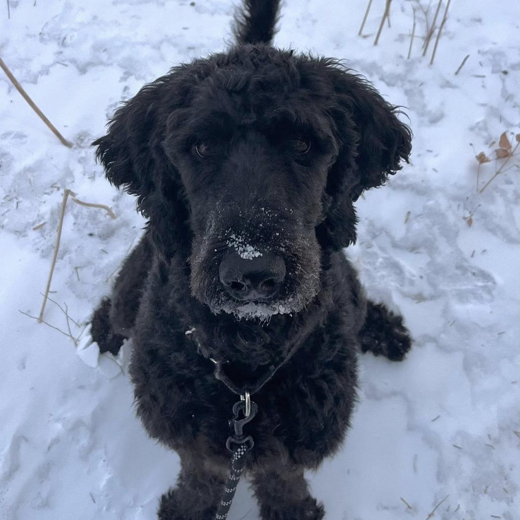 Sherlock Bones--In Foster***ADOPTION PENDING***, a Adoptable mixed breed in Fargo, ND image 2/6