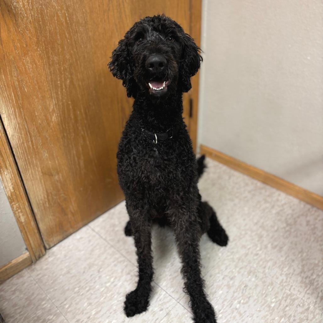 Sherlock Bones--In Foster***ADOPTION PENDING***, a Adoptable mixed breed in Fargo, ND image 4/6