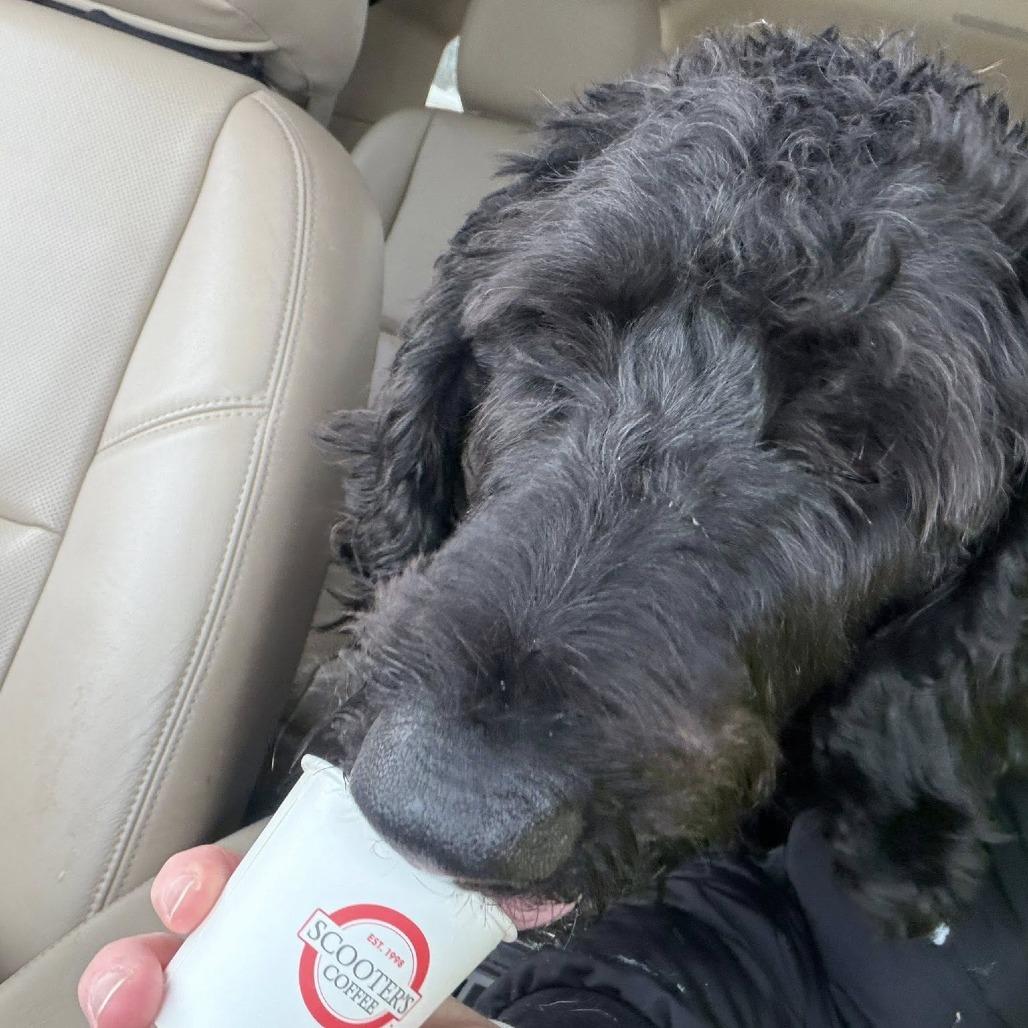 Sherlock Bones--In Foster***ADOPTION PENDING***, a Adoptable mixed breed in Fargo, ND image 6/6