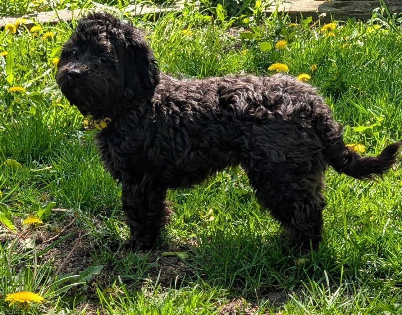 Dog for adoption - Buttons, a Cockapoo in Barrington Hills, IL | Petfinder