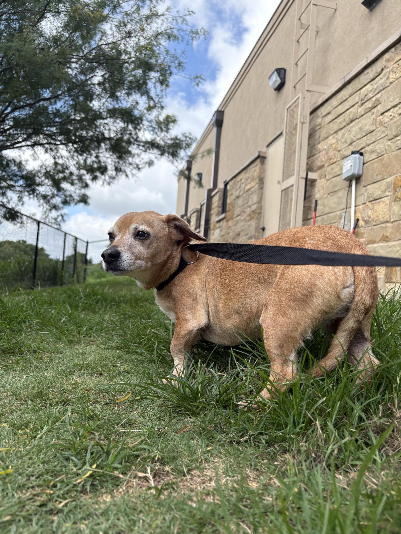 Dallas, Adoptable, Senior Male Dachshund.