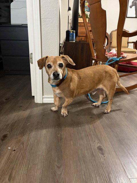 Enlarge Dallas, a Adoptable Dachshund in Austin, TX image 2/3