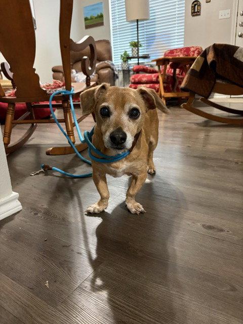 Enlarge Dallas, a Adoptable Dachshund in Austin, TX image 3/3