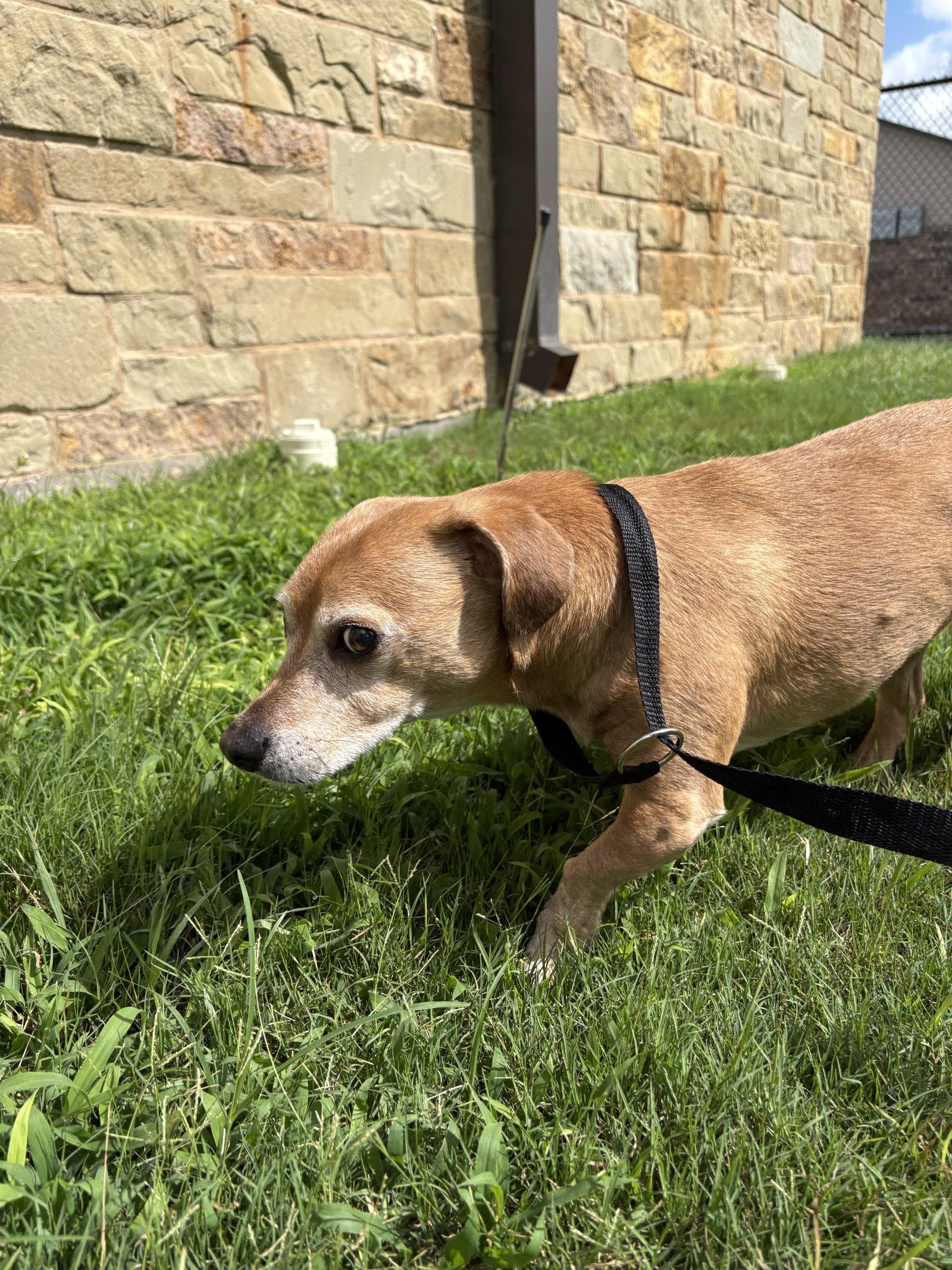 Dallas, a Adoptable Dachshund in Austin, TX image 2/3