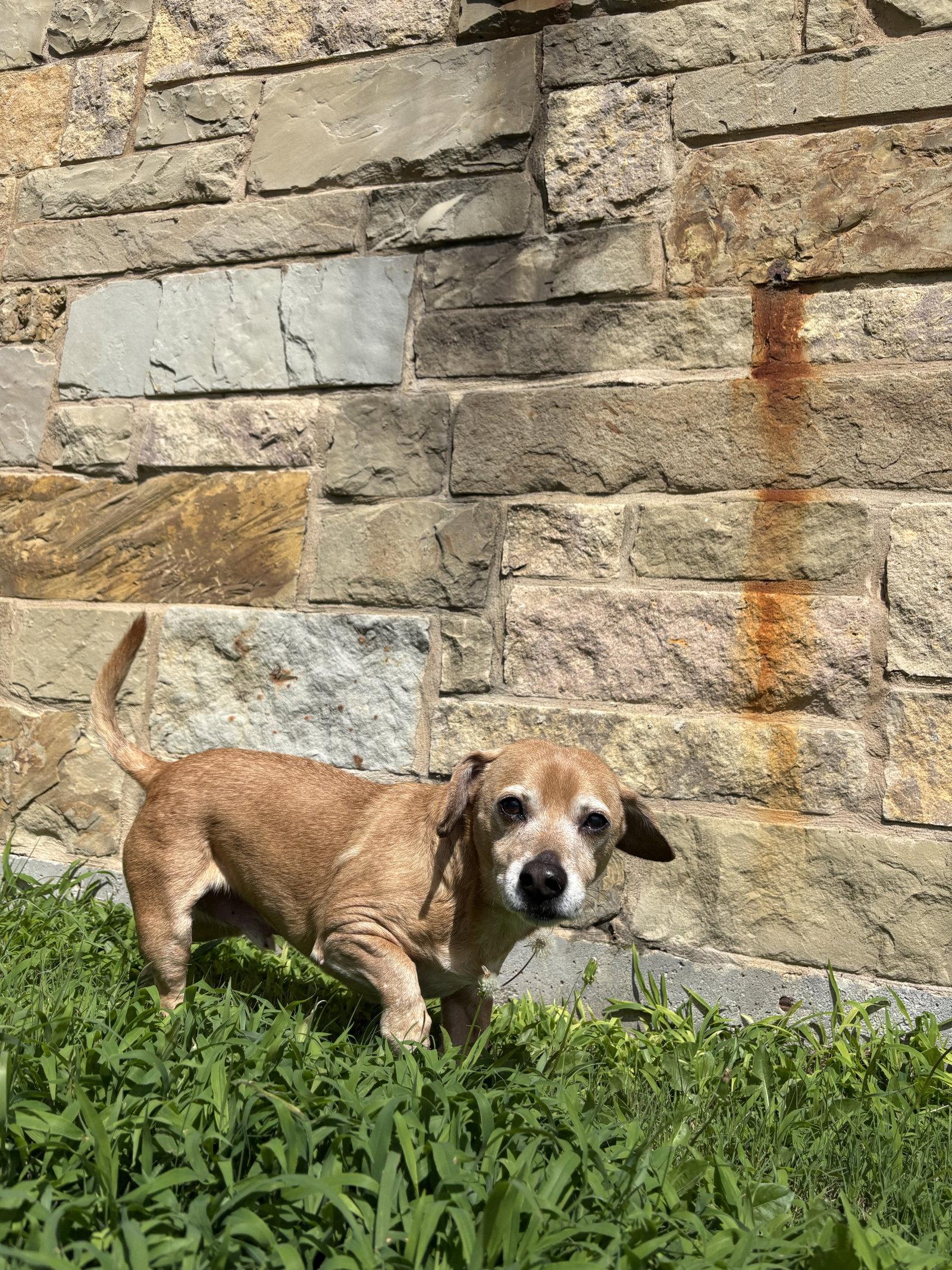 Dallas, a Adoptable Dachshund in Austin, TX image 3/3
