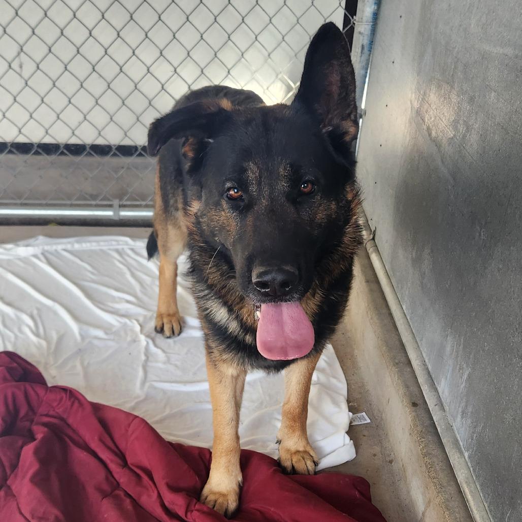Soup, a Adoptable mixed breed in St. Helena, CA image 2/4