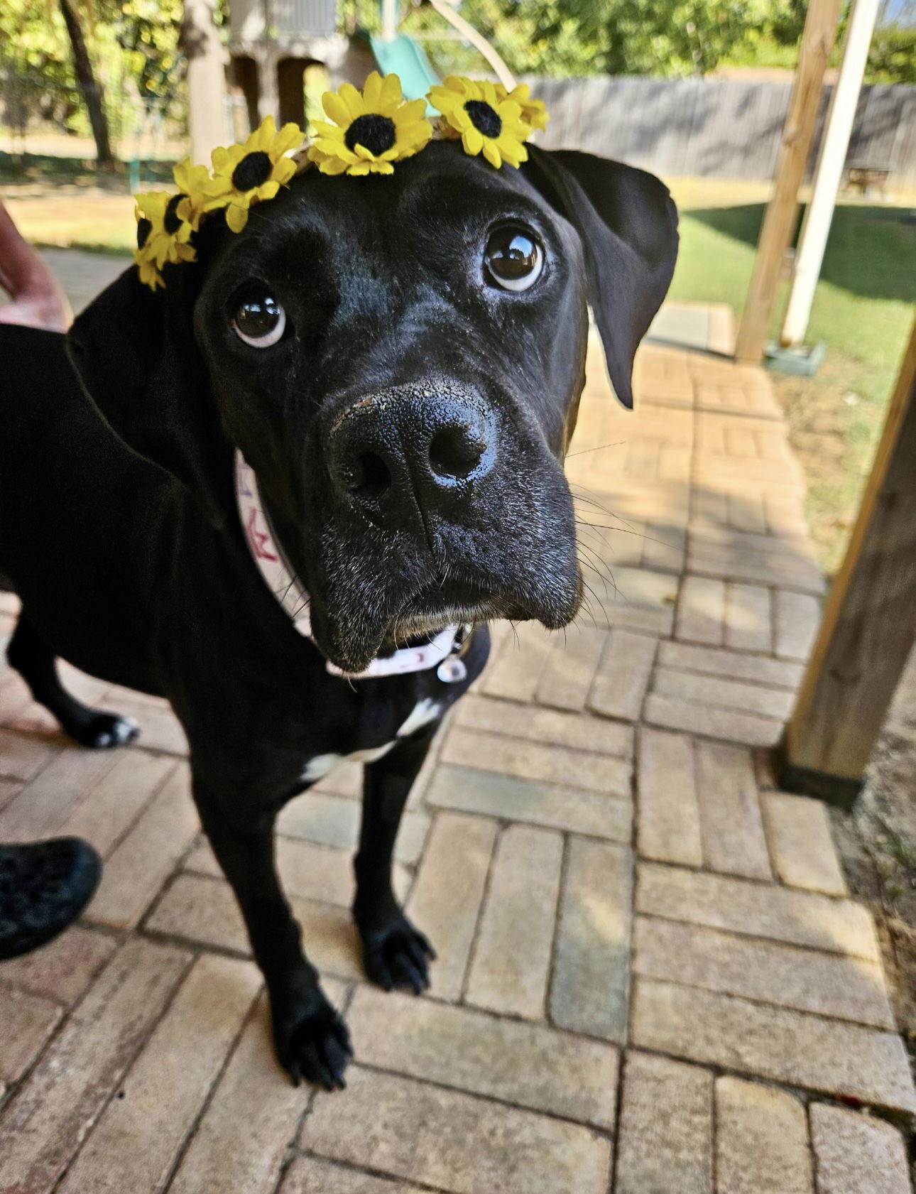 Sadie, Adoptable, Adult Female Terrier.