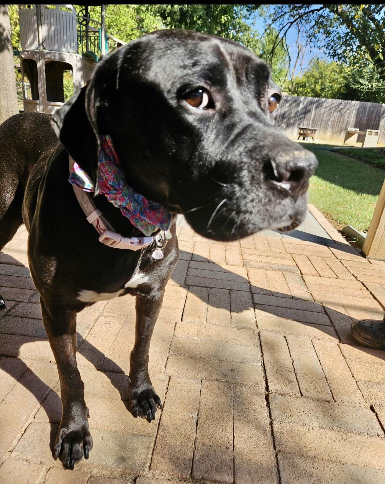 Sadie, a Adoptable Terrier in Euless, TX image 2/3