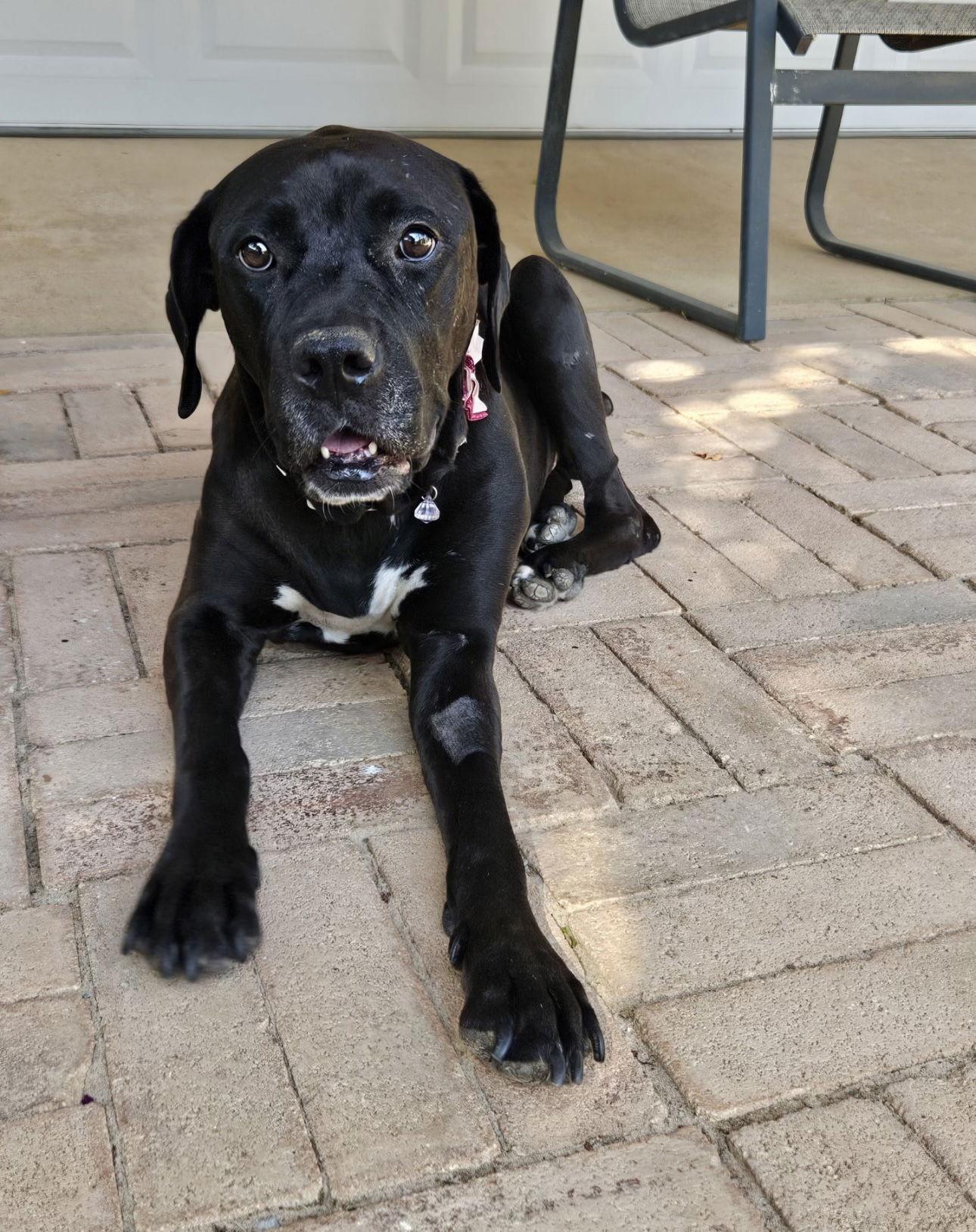 Sadie, a Adoptable Terrier in Euless, TX image 3/3