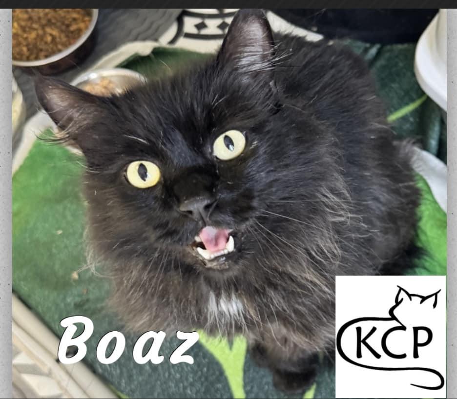 Boaz, an adoptable Domestic Medium Hair in Courtenay, BC, V9N 7P1 | Photo Image 1
