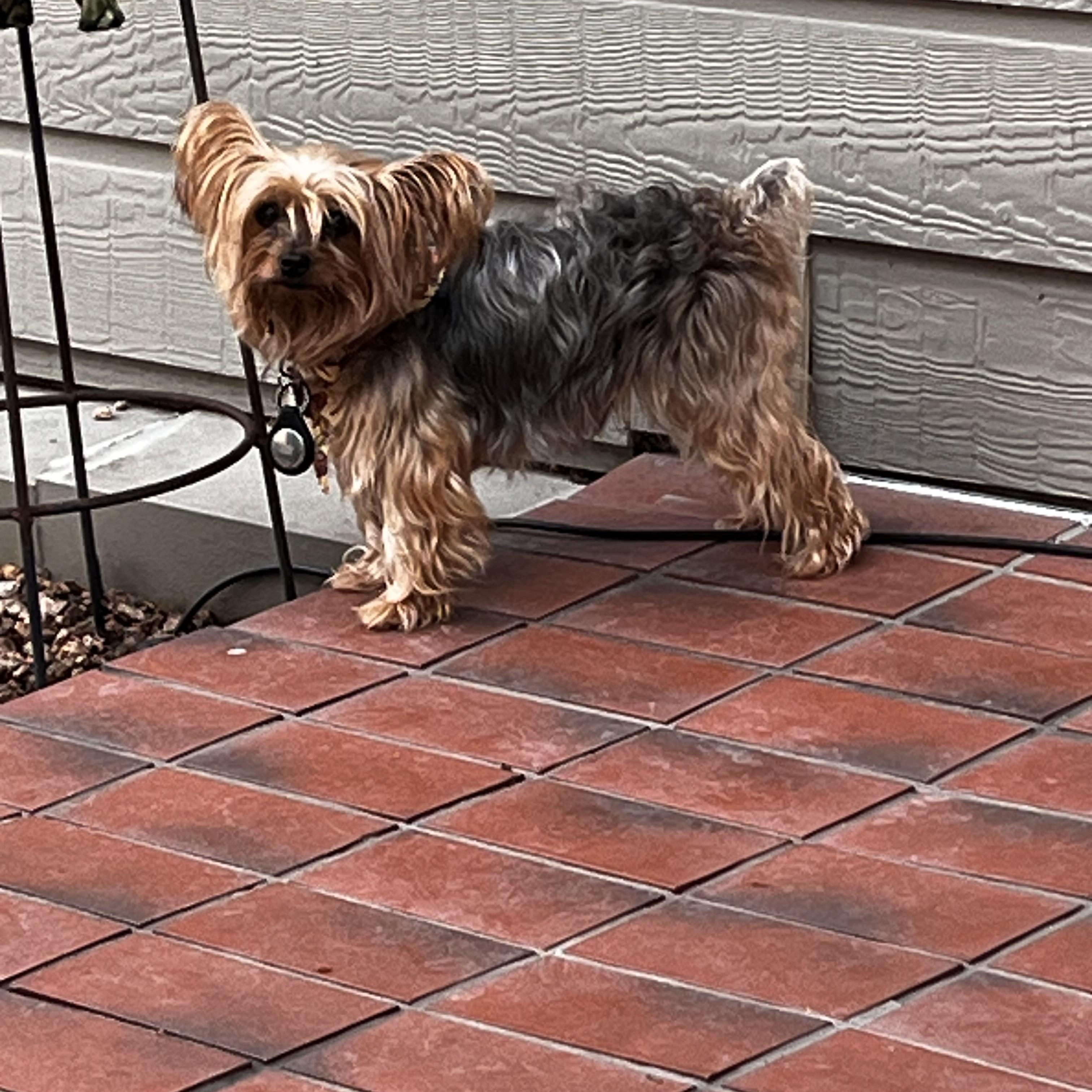 Enlarge Sissi, a Adoptable Yorkshire Terrier in Austin, TX image 3/3