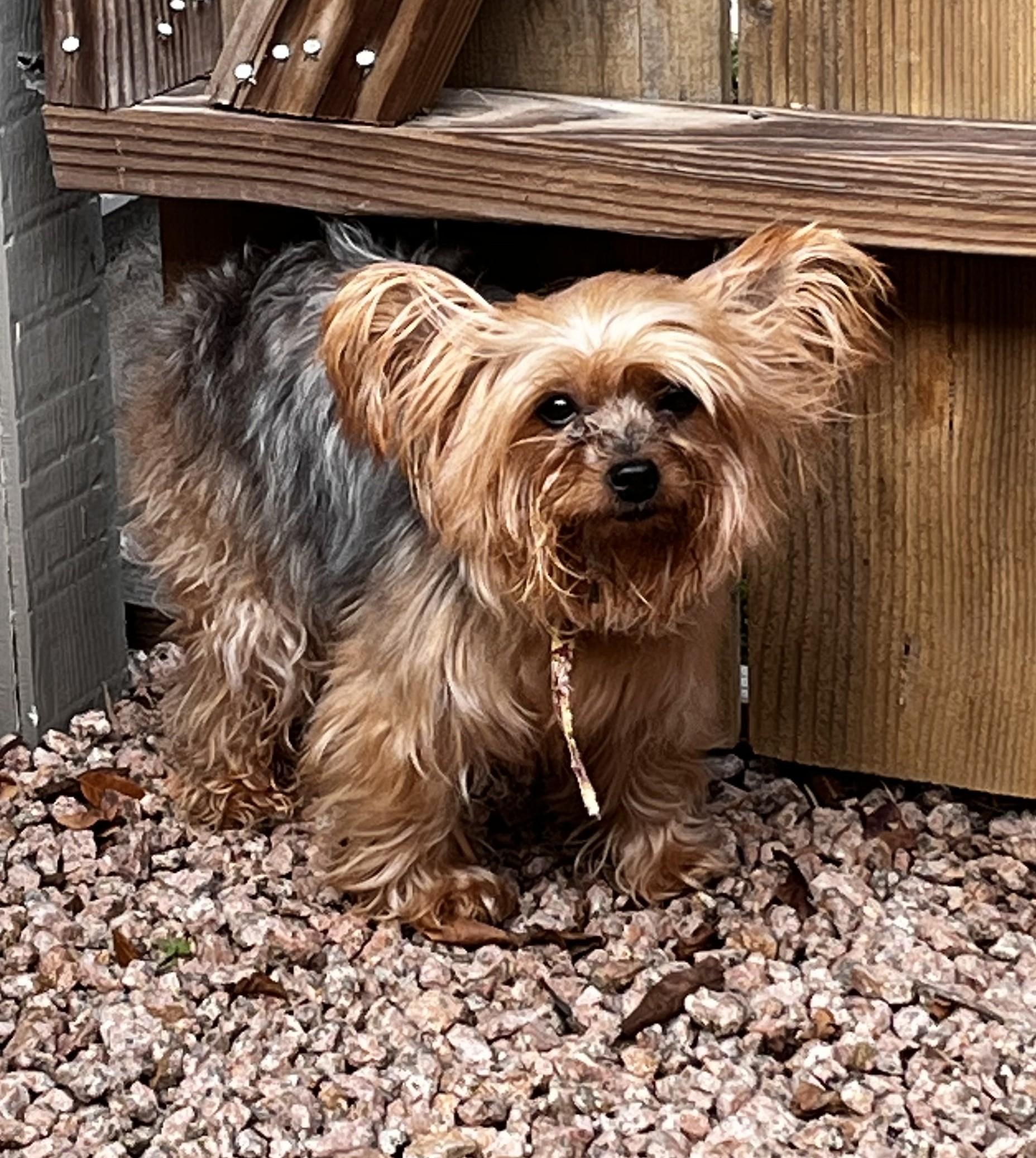 Sissi, Adoptable, Adult Female Yorkshire Terrier.
