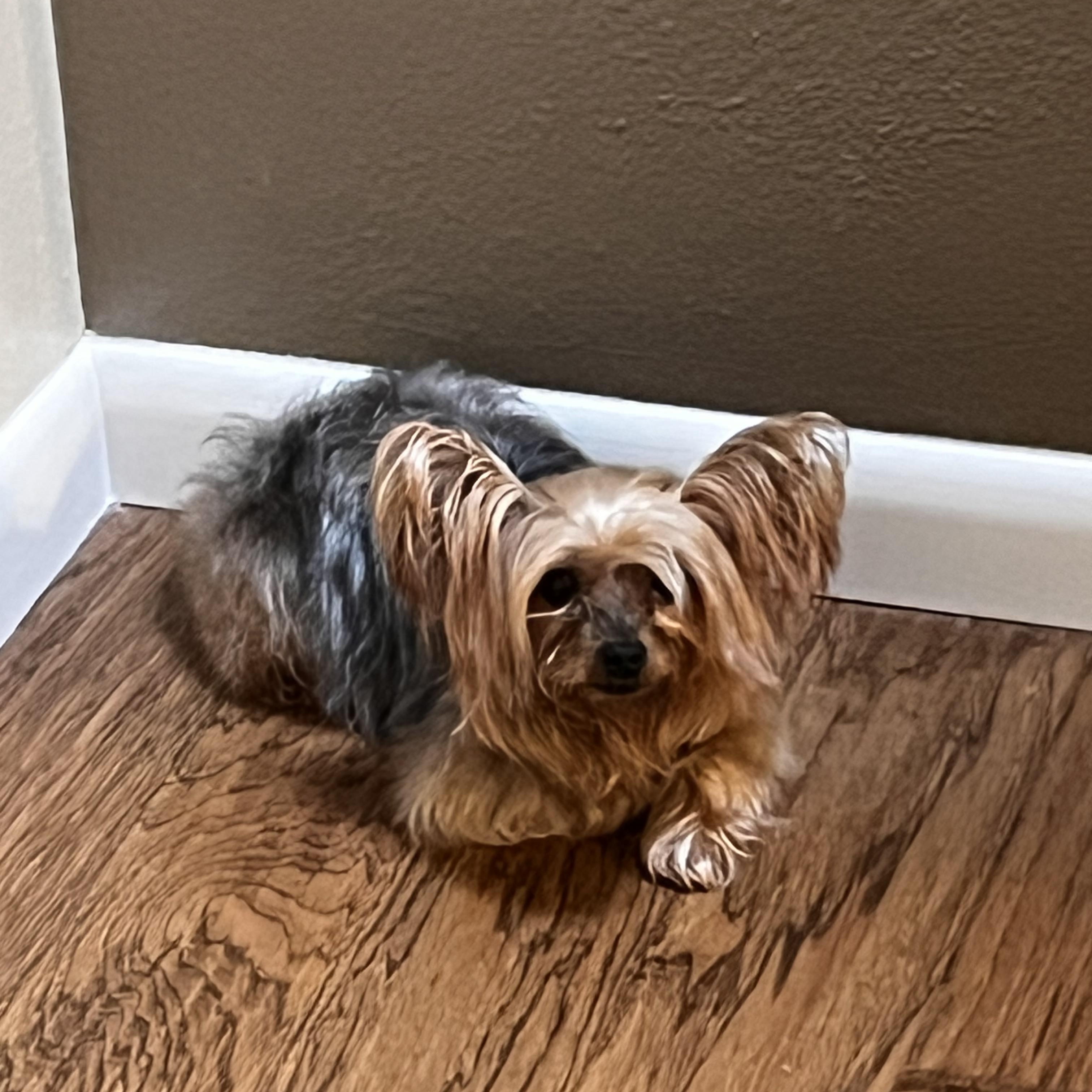 Enlarge Sissi, a Adoptable Yorkshire Terrier in Austin, TX image 2/3